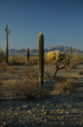 2007 04 17A 054 USA Arizona Web